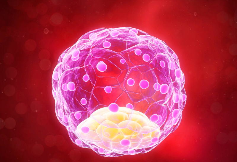 What is the human blastocyst? - IVFSERUM - Advanced IVF Treatment