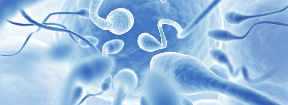 group of sperm going for an egg, 3d illustration.