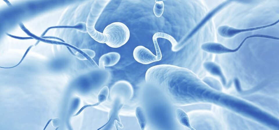 group of sperm going for an egg, 3d illustration.